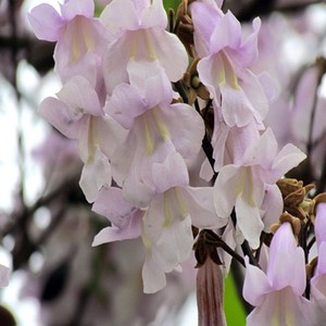 شکوفه های پالونیا دمنوش پالونیا عسل پالونیا طب جو گل پالونیا 